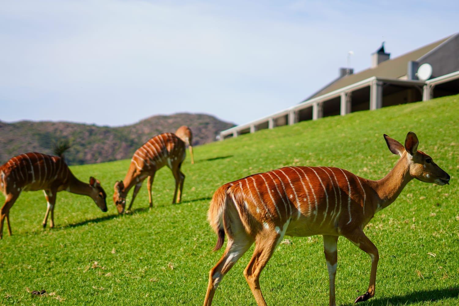 Wildehondekloof Game Lodge Matjiesrivier  Екстериор снимка
