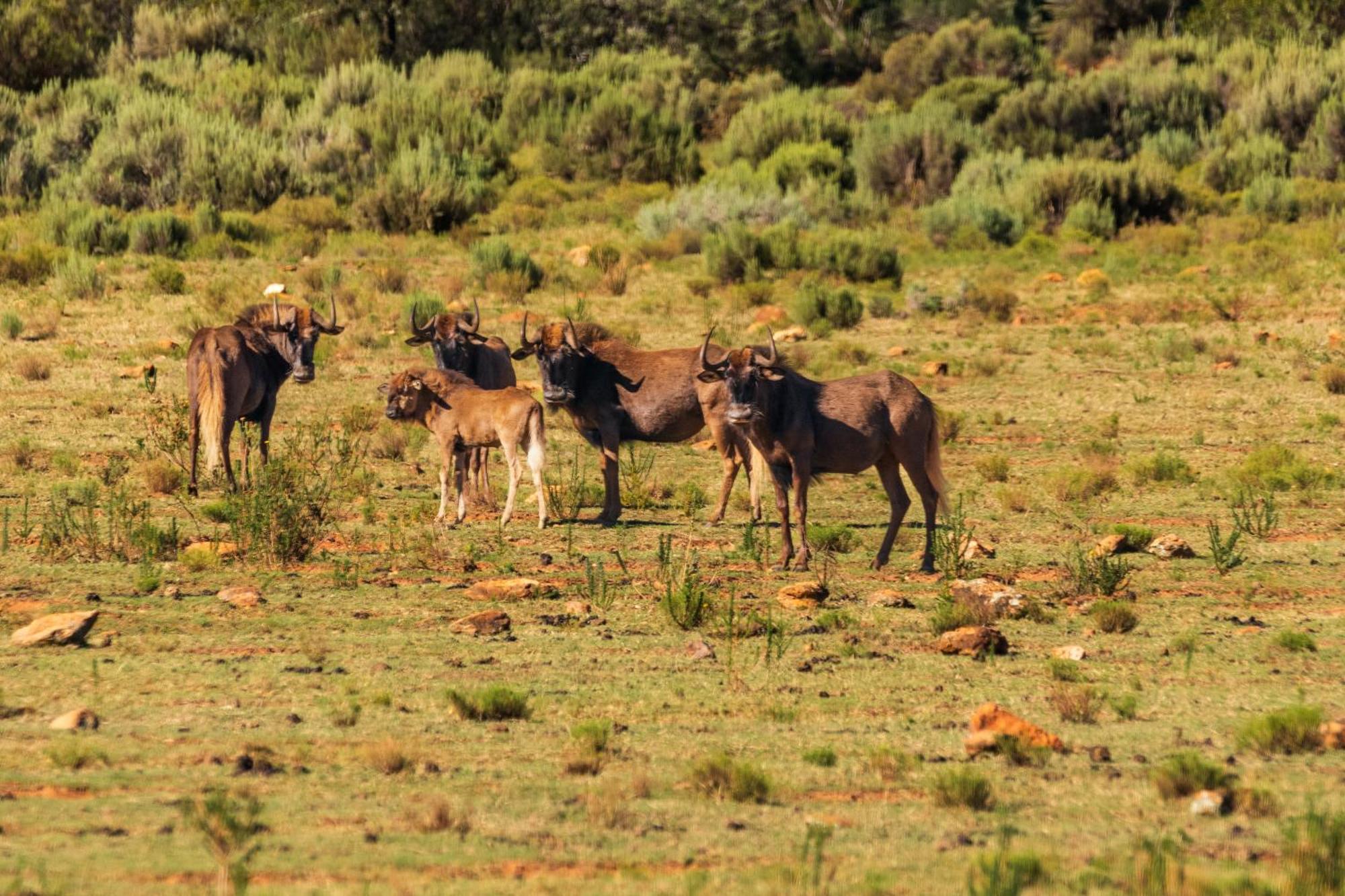 Wildehondekloof Game Lodge Matjiesrivier  Екстериор снимка