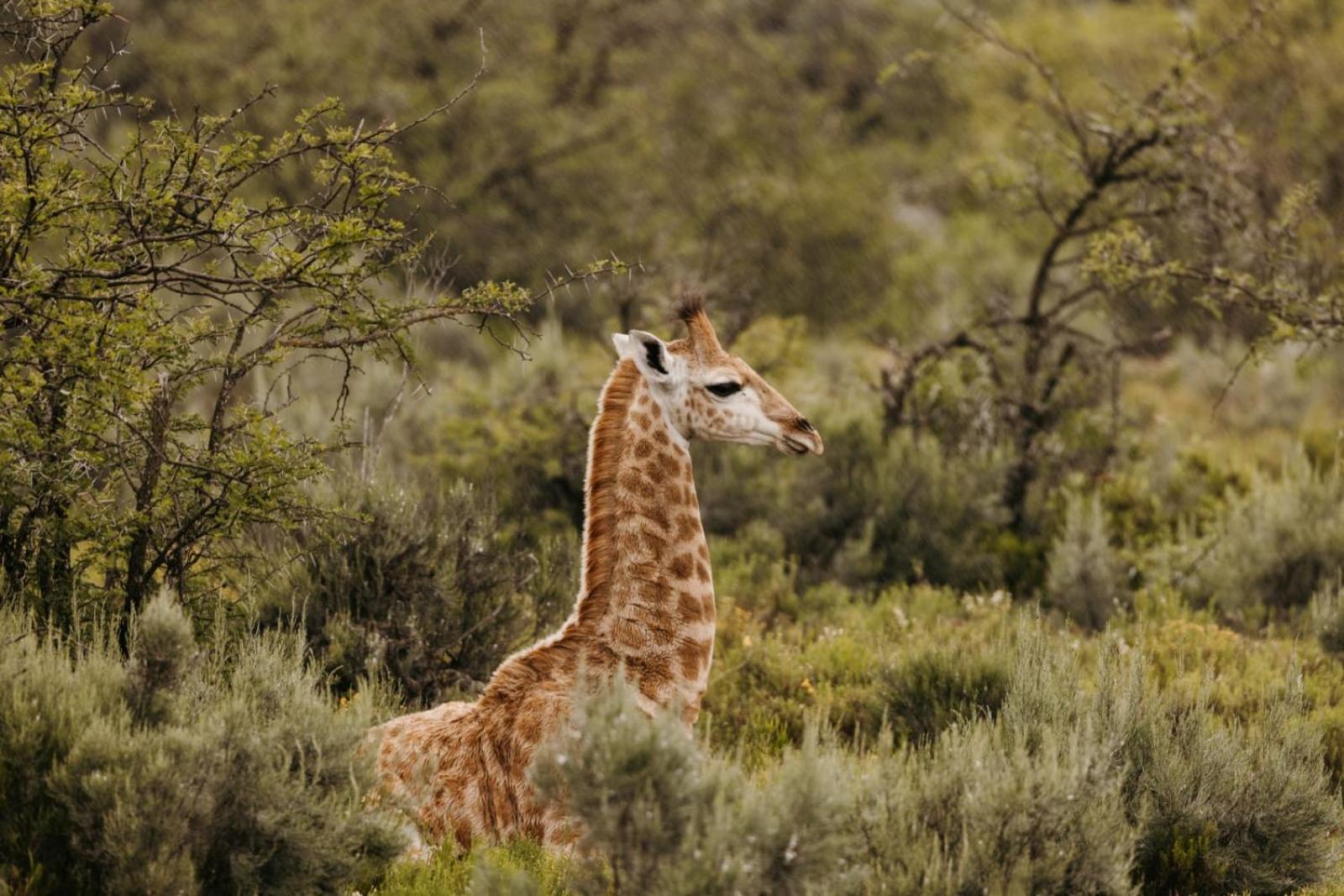 Wildehondekloof Game Lodge Matjiesrivier  Екстериор снимка