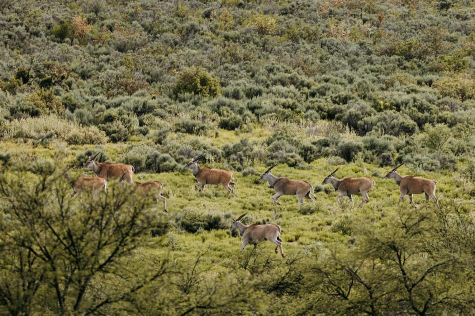 Wildehondekloof Game Lodge Matjiesrivier  Екстериор снимка