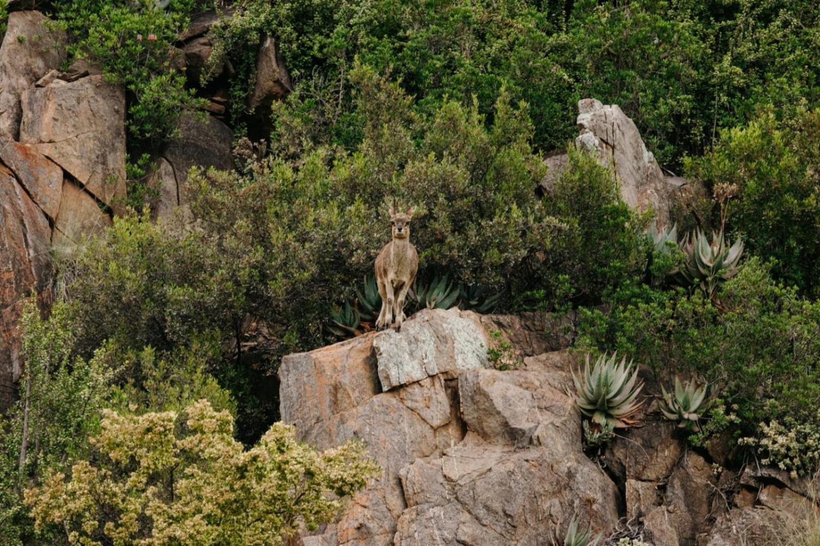 Wildehondekloof Game Lodge Matjiesrivier  Екстериор снимка