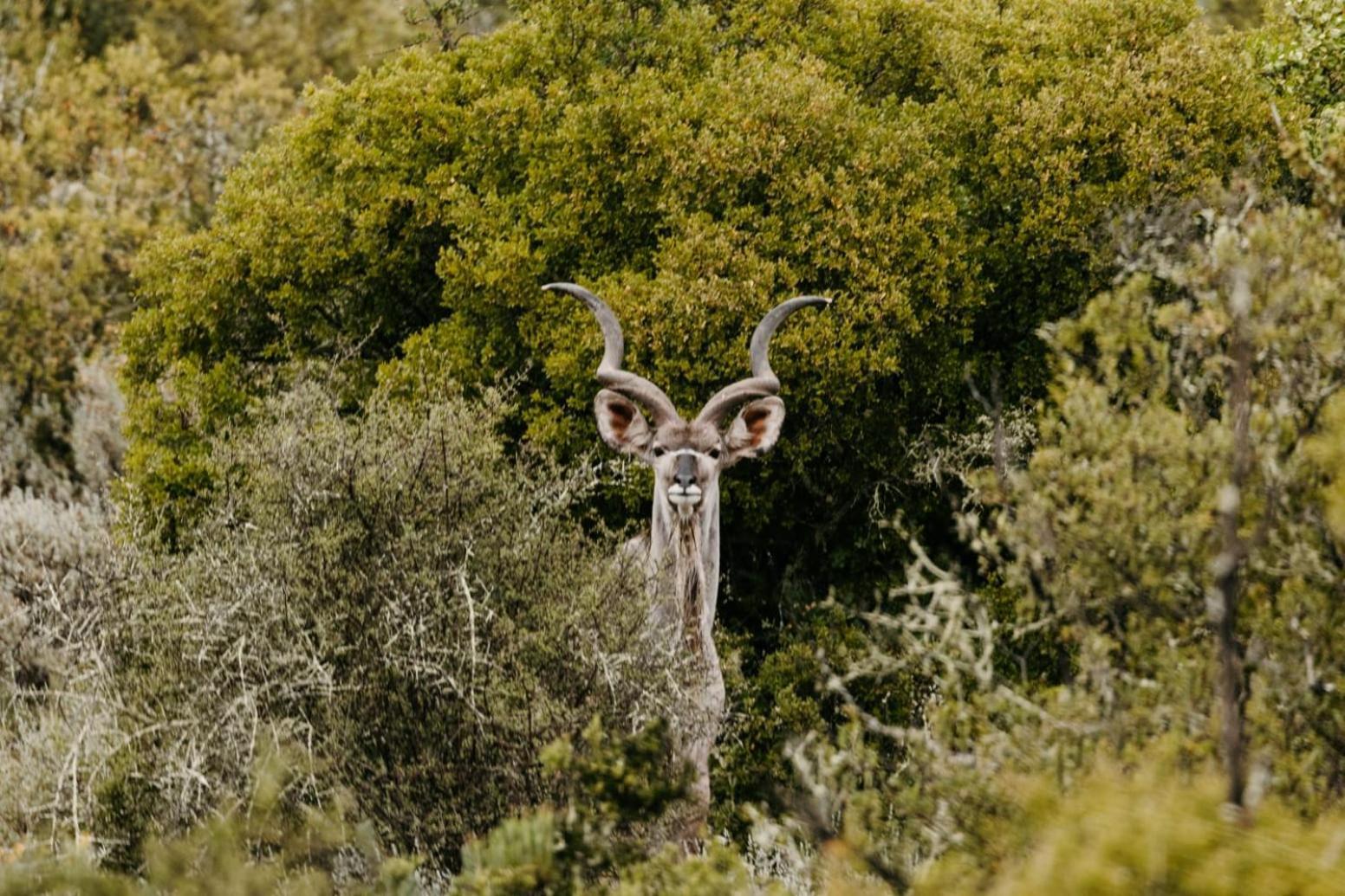 Wildehondekloof Game Lodge Matjiesrivier  Екстериор снимка