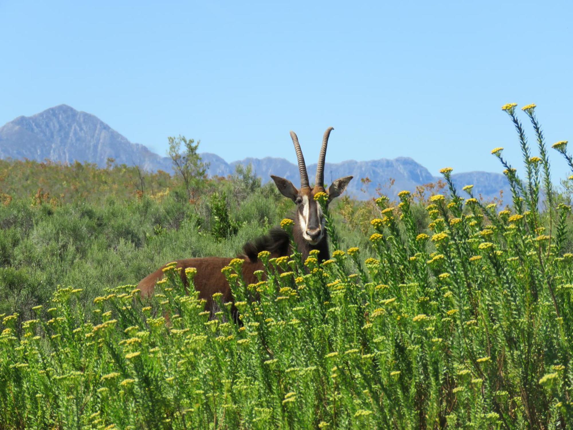 Wildehondekloof Game Lodge Matjiesrivier  Екстериор снимка