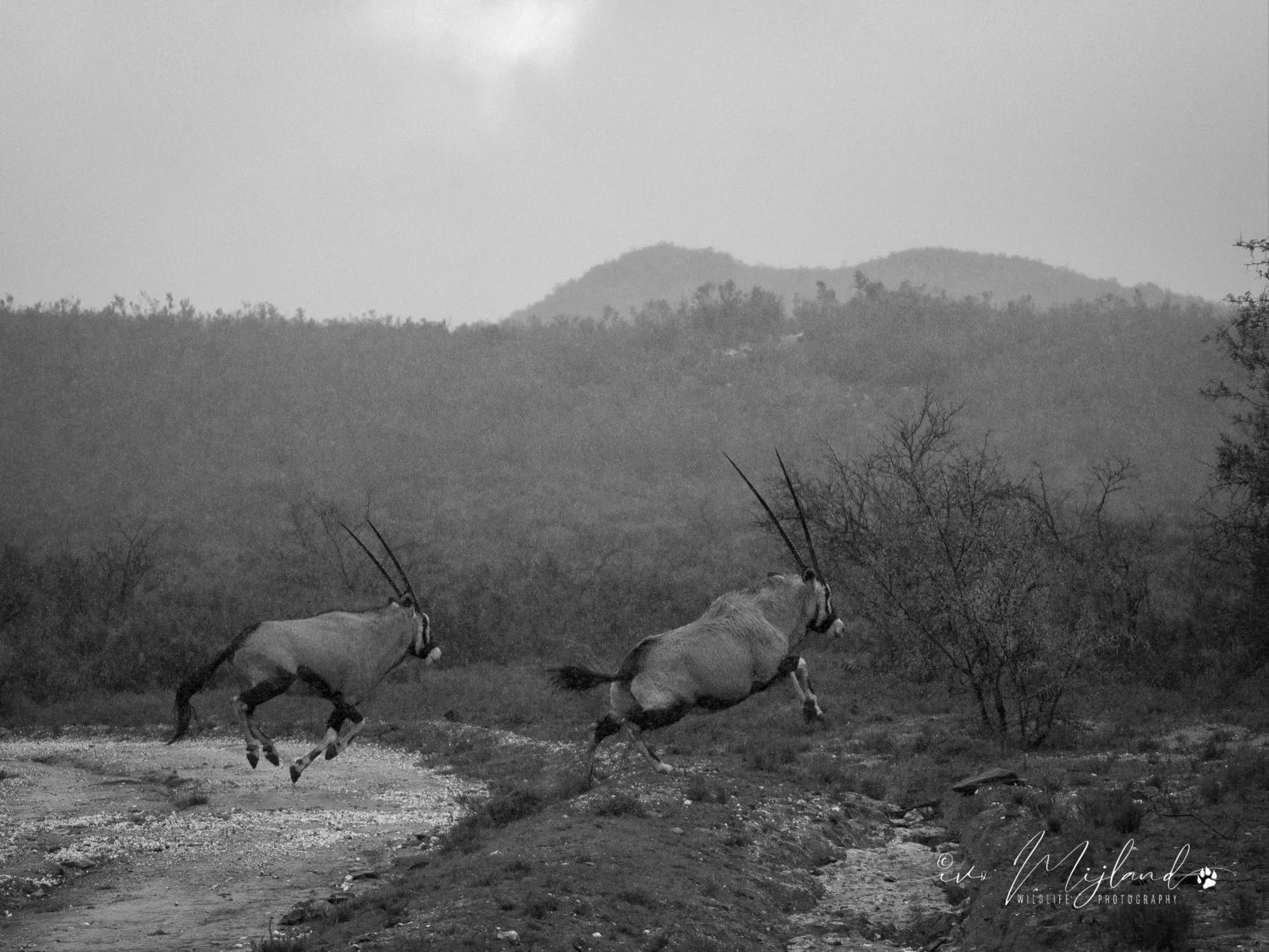 Wildehondekloof Game Lodge Matjiesrivier  Екстериор снимка