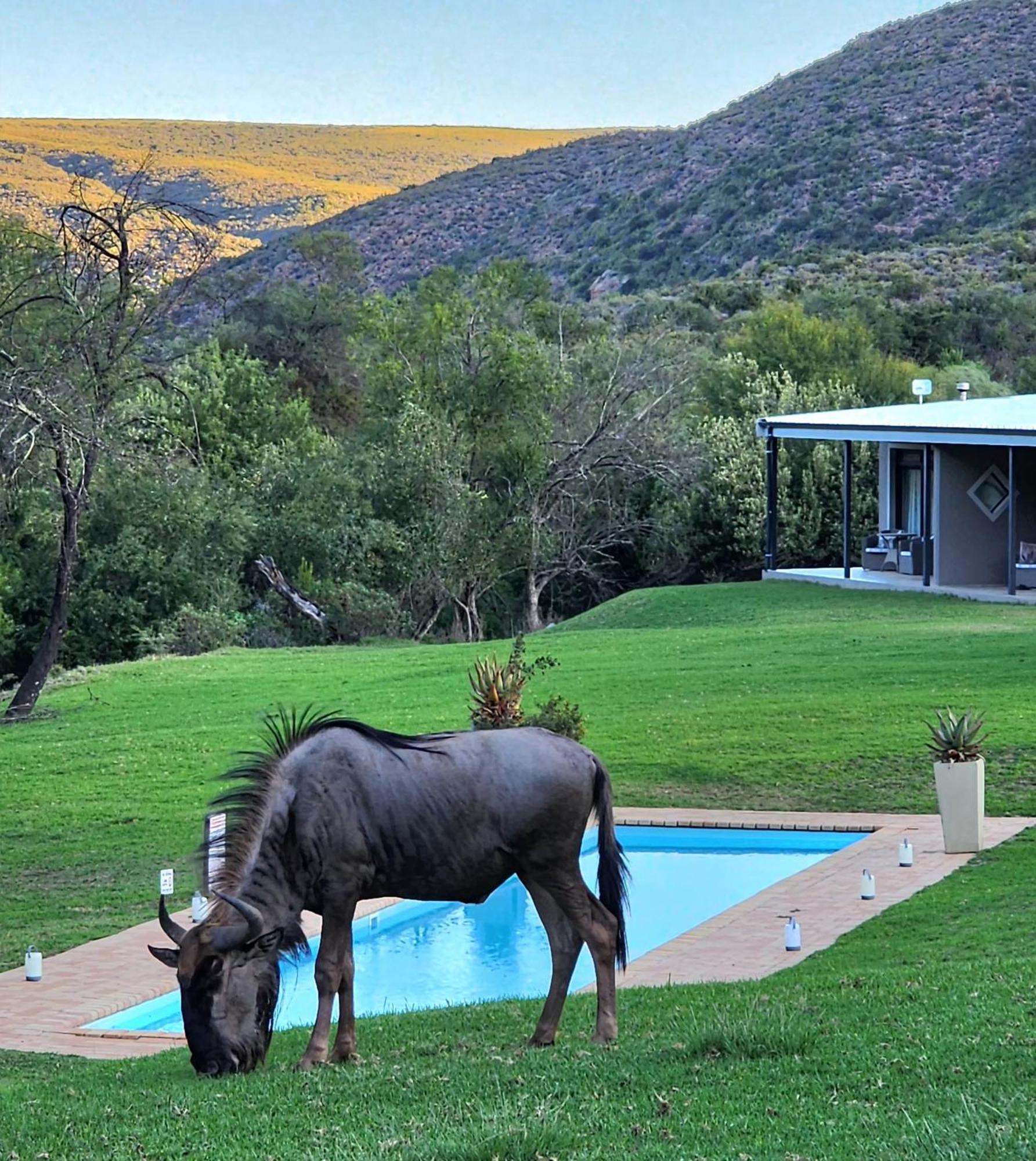 Wildehondekloof Game Lodge Matjiesrivier  Екстериор снимка